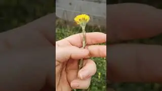 Identifying edible plants: Tussilago farfara - Coltsfoot.