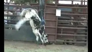 Daughter of #601 Lost In Paradise owned by Boyd-Floyd Bull Company