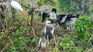 Documentary Of Geography Unlocking ! The Mystery Of Avian Sanctuary's Tree Visitors Story 0006