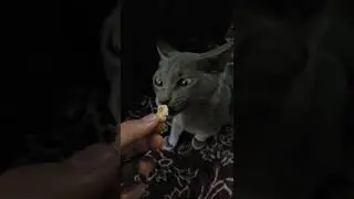 Did you know that cats also eat popcorn?😹