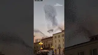 &lsquo;Breathtaking&rsquo; starling murmuration captured in Italy