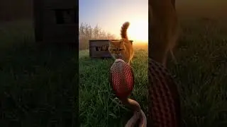 😰😾Can the mother cat fight off the intruder Watch the epic showdown #Cats #AnimalDefense #Wildlife