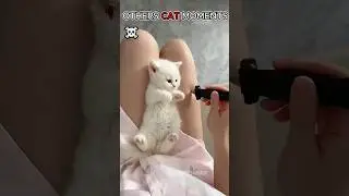 Coldest Cat moments 🥶🥶🥶                          #trollface #memes #trending #edit #troll #trolling