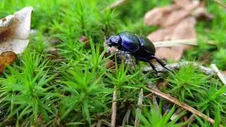 Carabus problematicus