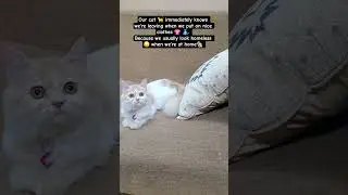 Oreo : Also take me 😫😿 with you #catvideos #roamingcat #love #cat #cute #shorts #candycat #youtube