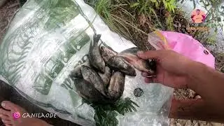 The tilapia fishing net itself,,,only a thin one!!! #eps06