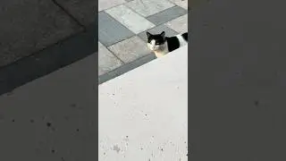 #قطط #cat #catlover #catvideos #cats #catplaying #catlovers #catstory #catshorts #catlife #nature