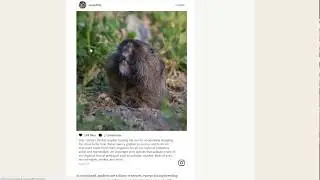 Rodent Control Without Poison - Stopping Mice, Vole, Gophers, and More