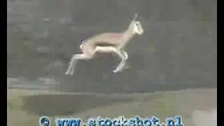 it's only natural - springbok
