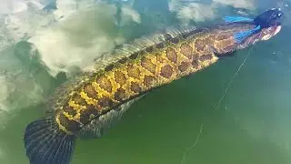 Amazing snake head fishing live  attack on lucana frog big block snakeheads