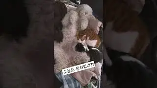 스탠다드푸들 | 오늘도 뭉쳐있는 대형견과 고양이들#standardpoodle #cat #데냥