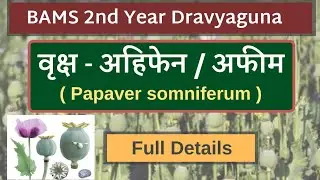 Ahifen/Opium (Papaver Somniferum) Plant | BAMS 2nd Year Dravyaguna Plant | Ahifen / Opium Plant