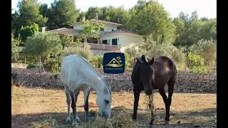 🐎 VENTA Finca Mediterr&aacute;nea con establo para Caballos en Javea Xabia Costa Blanca | 1.7M/&euro; &bull; 19.000m2