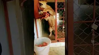 Feeding My baby Jaani😱#animallover #youtubeshorts #africanlion #lions #tiger #shorts