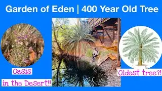 Garden of Eden | 400 Year Old Tree | Kings Canyon | Darlyn Jame