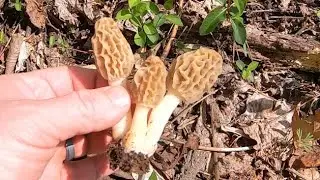 Mushroom Hunting in Indiana