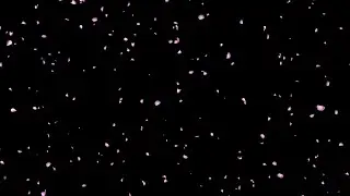 #romantic  #pink  Rose Sakura #flowers  Petals Falling stream and copy space Background