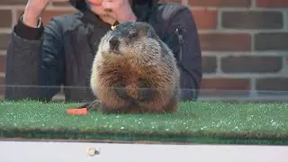Groundhog Day: Did Ohio's Buckeye Chuck see his shadow?