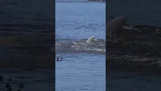 Dolphin Chasing Fish by Oyster Bed!