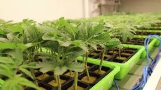 Cannabis clone propagation in rock wool plugs. #cannabistalk101 #rootgrowth #indoorplants
