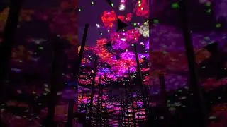 teamLab Borderless: MORI Building DIGITAL ART MUSEUM