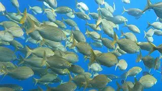 Diving Among A Shoal | Diving the Illes Medes in Spain