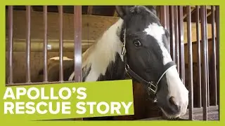 Apollo's Rescue Story: Wild Horse Learns How to Trust Humans Again