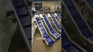Running before loading #conveyormanufacturer #takeawayconveyor #packingmachine #conveyor