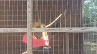 Bella monkey Luray Zoo