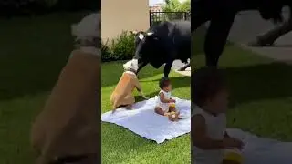 CCTV FOOTAGE PITBULL SAVES BABY FROM HUGE BULL #dog #rescue #animalsrescuer  #shorts #pitbull