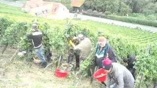 Weinlese am Escherndorfer Lump