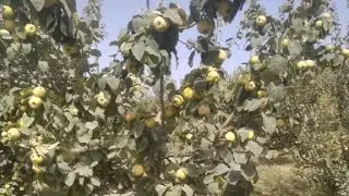 Intensiv bogʻlarida yosh Behilarga qishgi shakil berish va undagi yutuqlar??