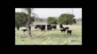 50 Purebred Angus - Cow and Calf Pairs For Sale