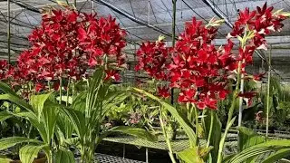 Hạc đỉnh khủng, các loại vũ nữ, hồ điệp,đen rô xuân hoa tết, xả hàng kg..0392598516
