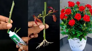 Как вырастить розовые деревья из кусочка зубной пасты