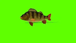 fish green screen video |fish green screen no copyright |#greenscreenvideo #nocopyright #greenscreen