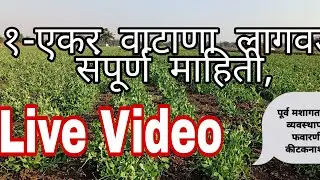 &radic;वाटाणा लागवड कशी करावी ? संपूर्ण माहिती/ Nitin Deokar, dahid bk,