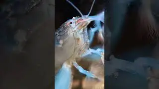 Vampire Shrimp Are NOT As Scary As You Think!