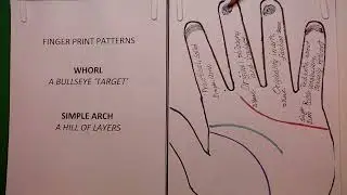 201 WHAT DOES THE WHORL AND SIMPLE ARCH SAY ABOUT HOW YOU THINK?
