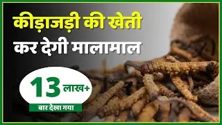 Keeda Jadi (Yarsagumba,Caterpillar fungus) कीड़ाजड़ी की खेती कर सकती है आर्थिक तंगी दूर