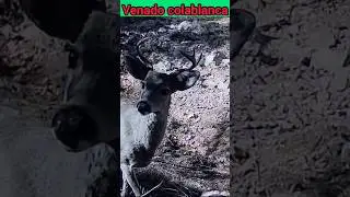 Camara trampa venado cola blanca #wildlife