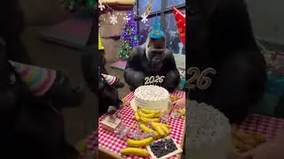 Gorilla Family Celebrates NEW YEAR&hellip; With Cake & Gifts 🎉🦍🎄