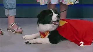5 on 2: 'Superman' prompting dog adoptions across nation, Miami Valley