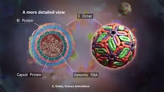 Emerging viral diseases: international research