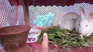 নেট গুলো দাঁত দিয়ে কামড়ে খেয়ে ফেলে #houserabbit #pethouse #rabbit