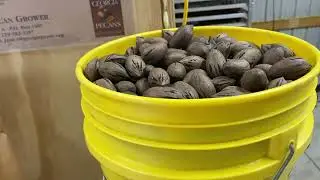 Judging Pecan quality by weight