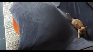 Cats Create Fun on Suspended Blanket 😍😅 PART 2 - BURMESE CAT VIDEO SERIES