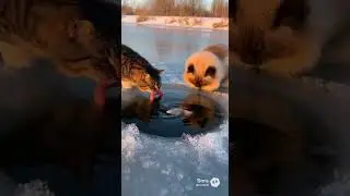 🐟🍖 Cat Duo&rsquo;s Genius Fishing Trap! That Teamwork Is INSANE! #cat #funny #cute #animals #sora2 #shorts