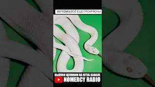 DEFTONES ВСЁ ЕЩЕ ПРЕКРАСНЫ?