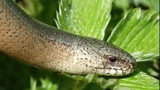 2015 Herping / Catching slow worms in Germany ( Blindschleiche )